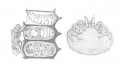 Thumbnail for version as of 15:25, 4 December 2019