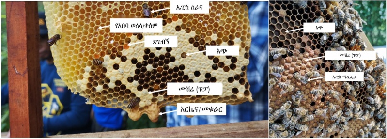 File:Amharic10rulesbroodnest.JPG